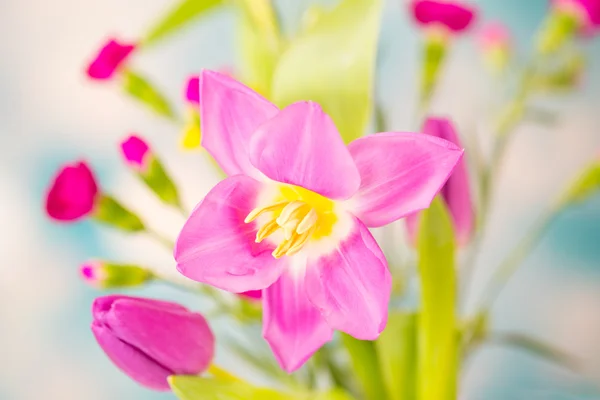 Flores de alfiler — Foto de Stock