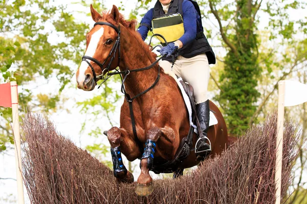 Cavalo e cavaleiro — Fotografia de Stock