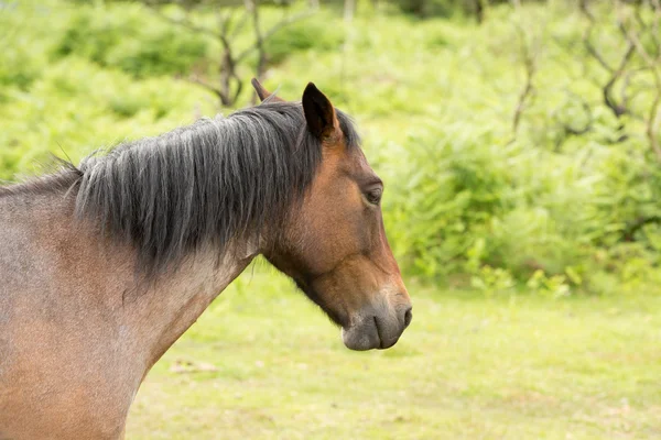 Horse — Stock Photo, Image