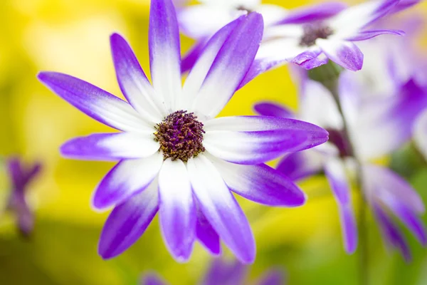 Violette Blüte — Stockfoto