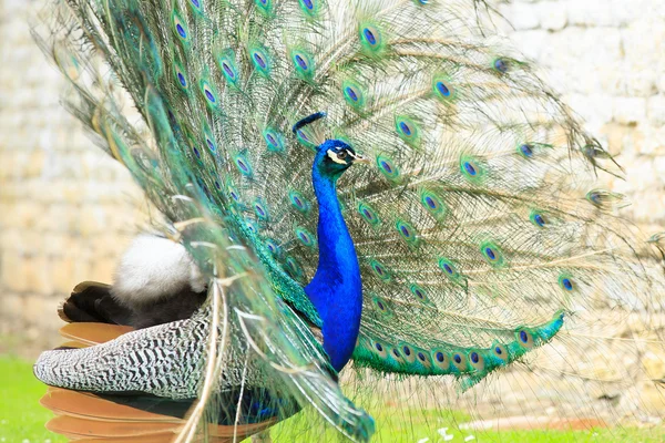 Pavão — Fotografia de Stock