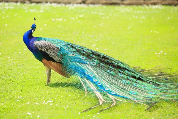 Pavão — Fotografia de Stock