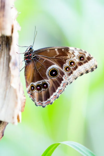 Vlinder — Stockfoto