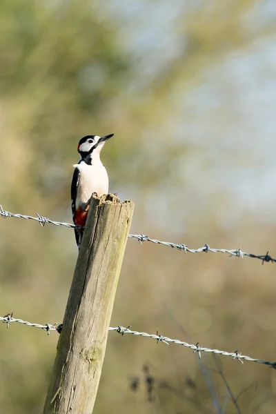 Woodpecker bird — Stock Photo, Image