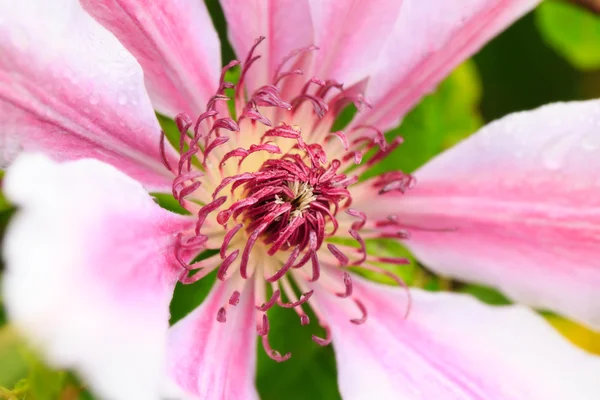 Rosa blomma — Stockfoto