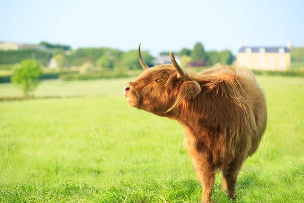 Vaca montañosa — Foto de Stock