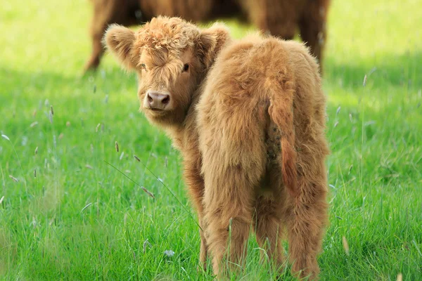 Highland cow Royaltyfria Stockfoton