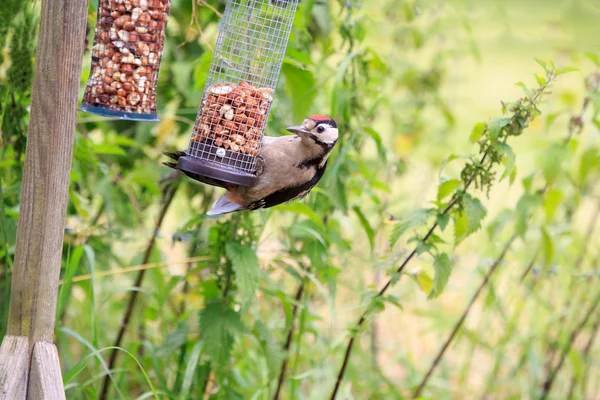 Woodpecker — Stock Photo, Image