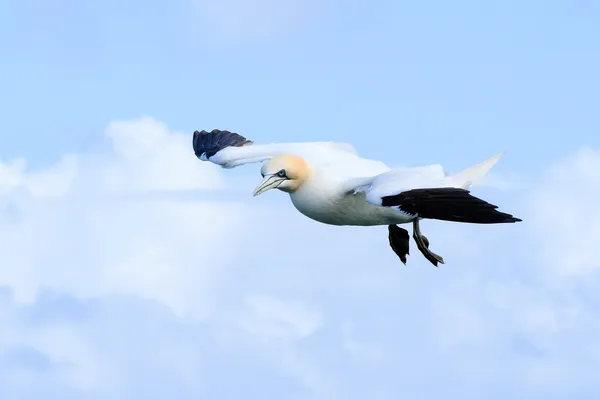 Gannet — Stock fotografie