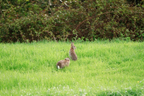 Wilde konijnen — Stockfoto