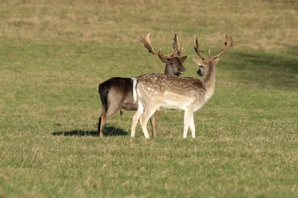 Reindeer Standing Together Looking Each Other — Stock Photo, Image