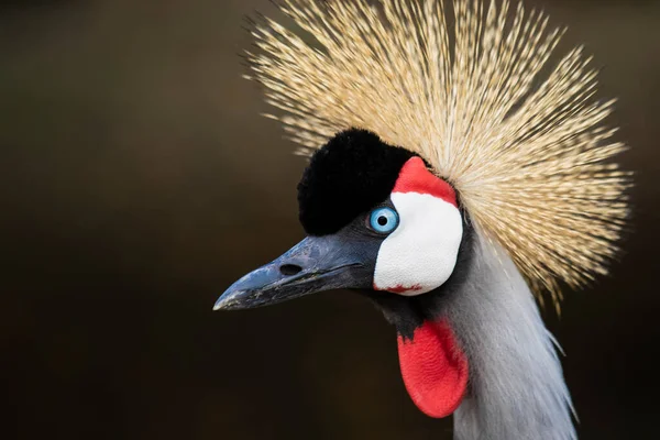 Crowned Grey Crane Head Neck Close Looking Camera — Stock Photo, Image