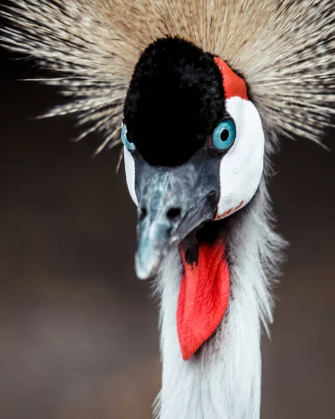 Kronan Grå Kran Huvud Och Hals Närbild Och Tittar Kameran — Stockfoto