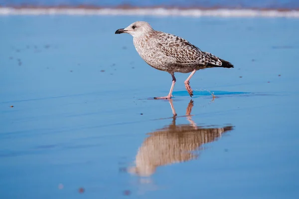 Seagull Close Standing Alone Beach Reflected — Stock Photo, Image