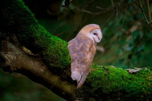 小猫头鹰栖息在树枝上 与森林背景隔离 — 图库照片
