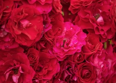 Çalılıklarda doğal kırmızı güllerin doğal arkaplanı.