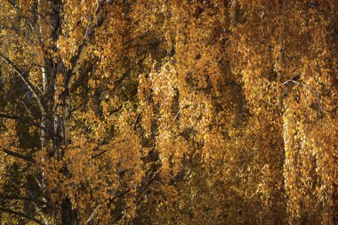 Renkli sonbahar. Parlak sarı manzara. Altın yapraklı huş ağaçları..