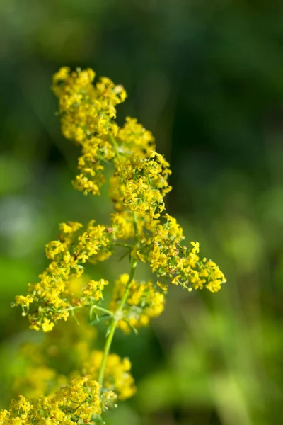 Paille Lit Jaune Tendre Galium Verum — Photo