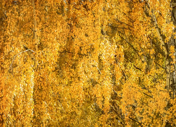 Натуральный Желтый Фон Яркий Цвет Осенних Берез — стоковое фото