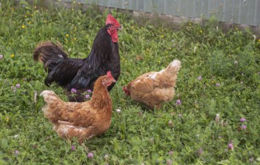 Bir yaz günü iki yumurtlayan tavukla çimlerin üzerinde duran siyah bir horoz..