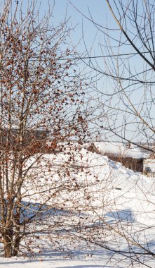 Kış güneşli manzaralı Ağacın üzerindeki dikenli meyveler.