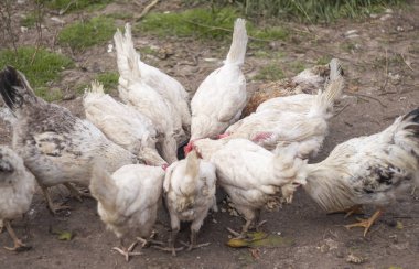 Tavuklar evdeki besleyiciden yemek yiyordu..