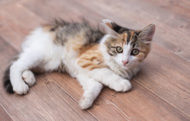Açık bir masada dinlenen küçük, şirin bir kedi..
