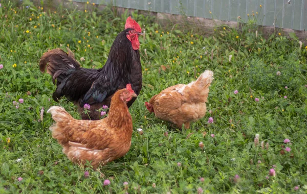 Bir Yaz Günü Iki Yumurtlayan Tavukla Çimlerin Üzerinde Duran Siyah — Stok fotoğraf