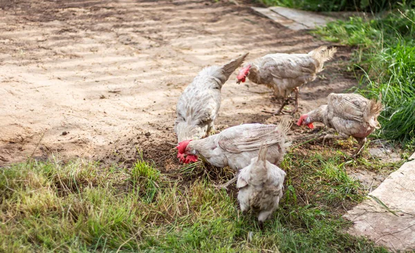 病気の後に羽を剥ぎ取って草の上を歩く鶏を敷くと — ストック写真