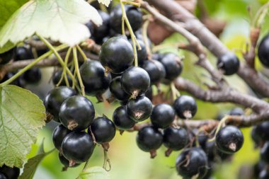 Yazın çalılıklarda yetişen büyük siyah frenk üzümü..