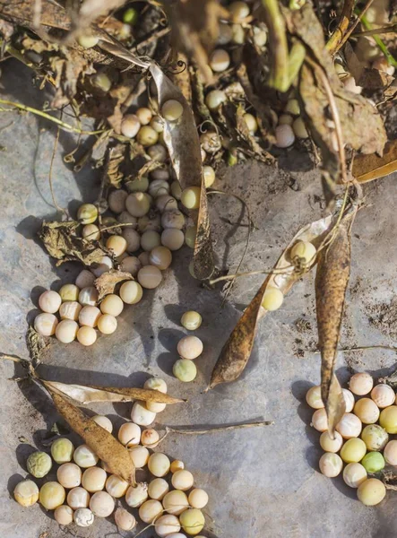 Harvesting Autumn Harvest Pea Seeds Dry Pods — Stock Photo, Image