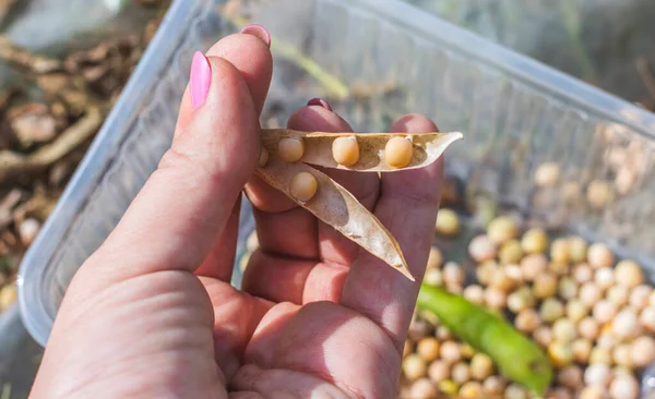 Woman Collects Yellow Pea Seeds Dry Pods Box — Stock Photo, Image