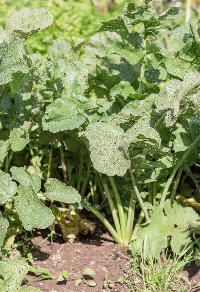 Ein Beet Mit Dicht Wachsenden Grünen Rüben Garten — Stockfoto