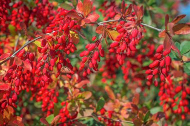 Bulanık bahçesinde parlak kırmızı meyveleri olan bir böğürtlen dalı..