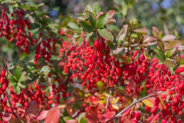 Bahçesinde kırmızı böğürtlen olan güzel, parlak bir barberry dalı..