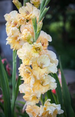 Bahçedeki Terry White Gladiolus çiçeği..