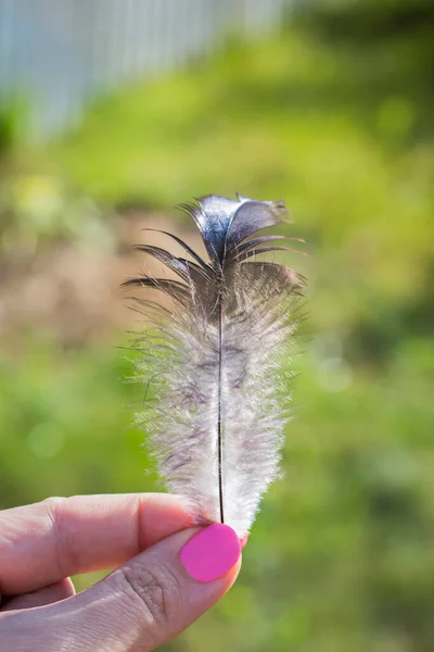 Fluffy Bird Feather Woman Hand Blurry Background Green Grass — Stock Photo, Image