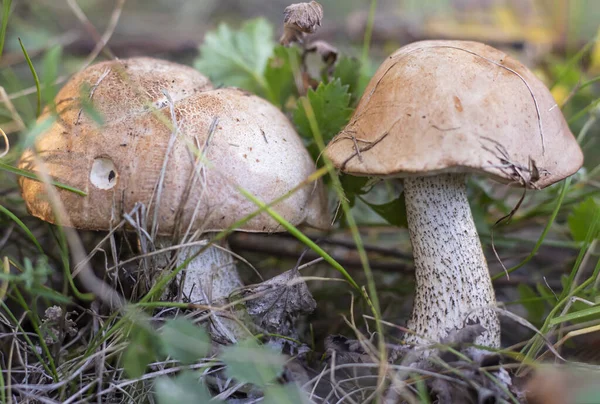 照片中的两个蘑菇Podberezovikov生长在森林的草地上 — 图库照片