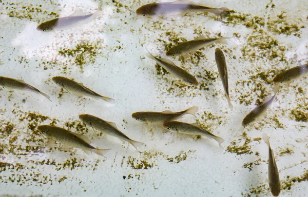 A flock of fish in the pond of the household A lot of roach fish in the water.