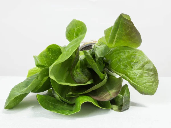 Стиглий Органічний Зелений Салат Романо Білому Тлі — стокове фото