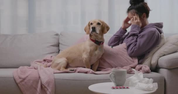 Femeia tânără întinsă pe canapea cu câinele ei mic pe canapea, care suferă de dureri de cap sezoniere sau de frig. Fata se va simți nesănătoasă cu gripa acasă — Videoclip de stoc