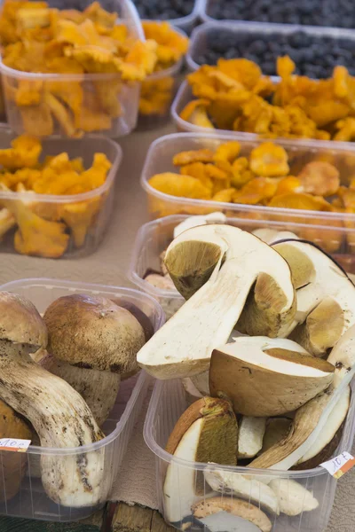 Boletus edulis och kantareller — Stockfoto