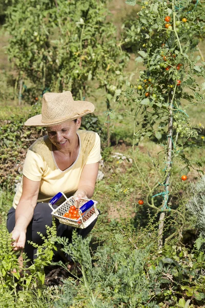 Donna di mezza età che fa del giardinaggio — Foto Stock