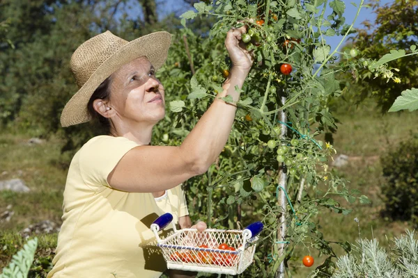 Mid aged woman doing some gardening — Stock Photo, Image