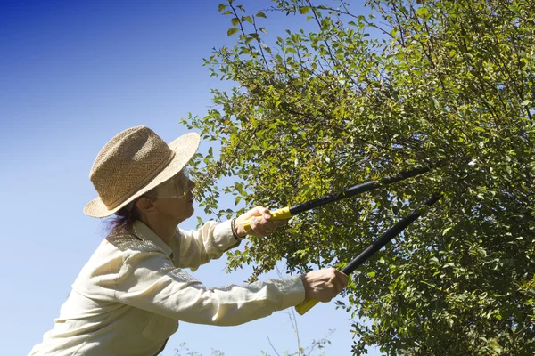 Cutting tree branches and hedge — Stock Photo, Image