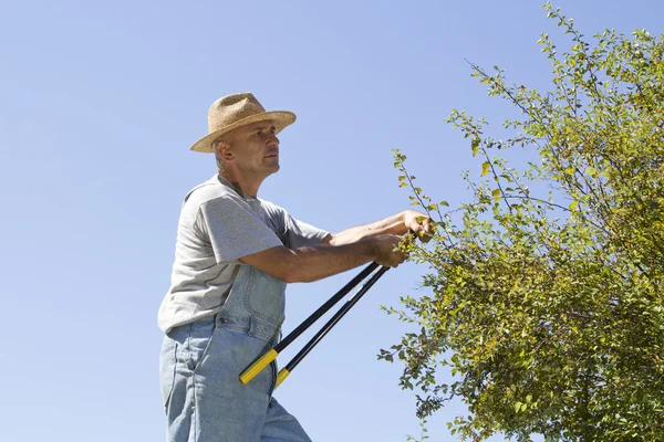 Tuinman denkt hoe te knippen hedge — Stockfoto