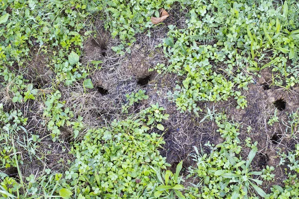 Agujeros del ratón en el césped del jardín — Foto de Stock