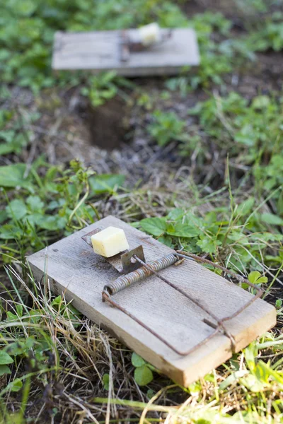 Trampas de ratón en el césped del jardín — Foto de Stock