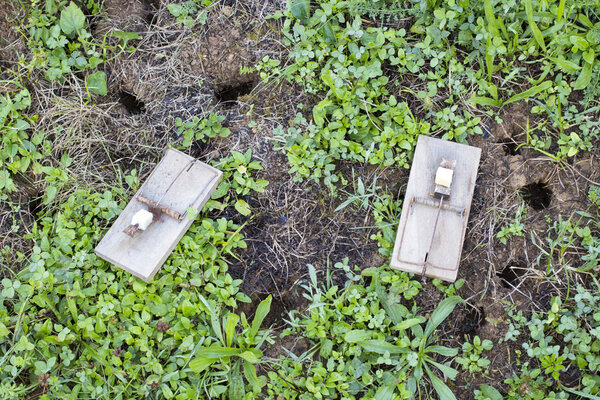 Мышеловки на лужайке в саду
