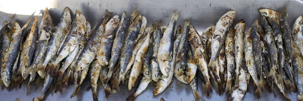Grilled sardines — Stock Photo, Image